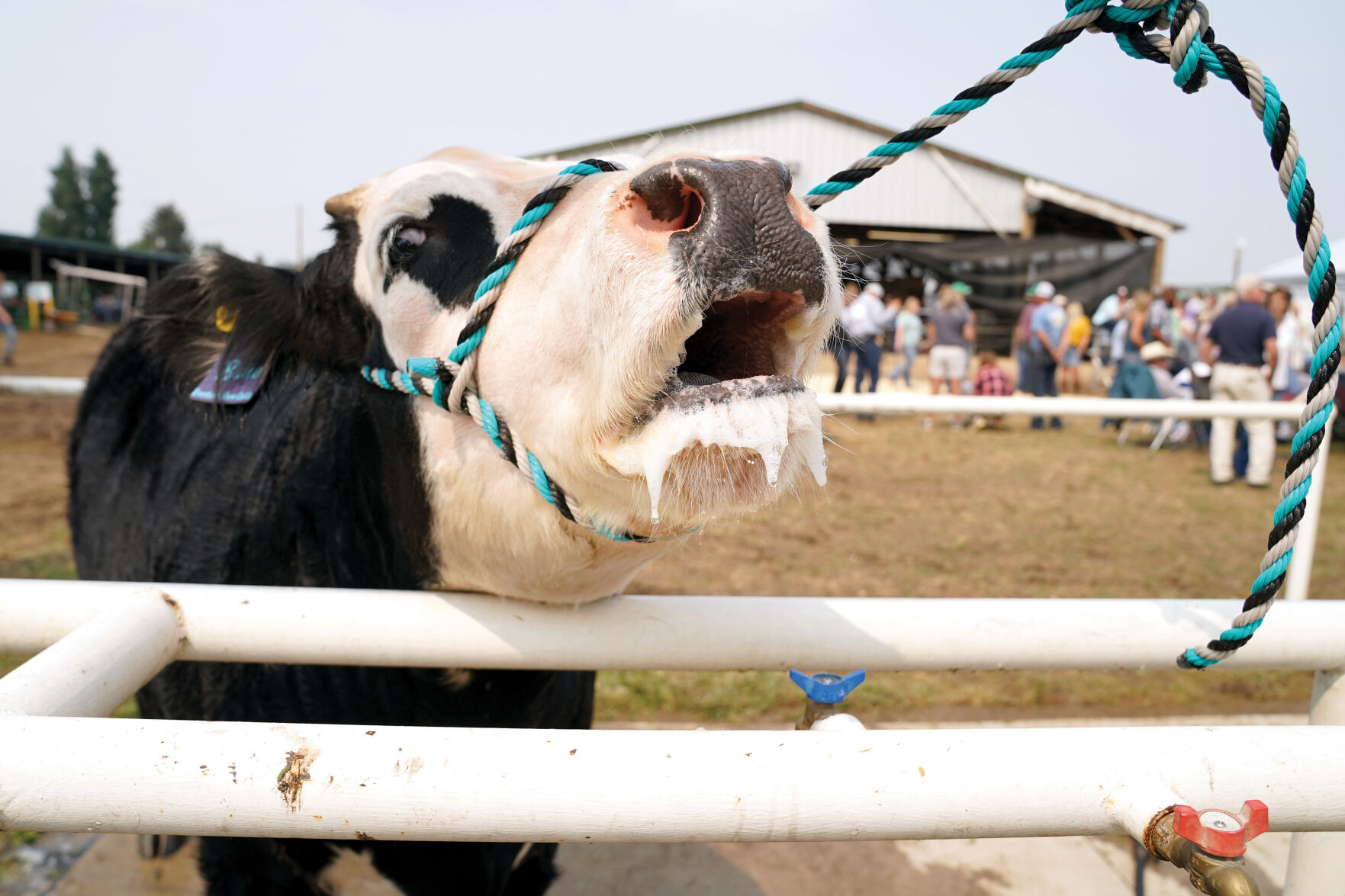 Beef Show Standalones 005.jpg